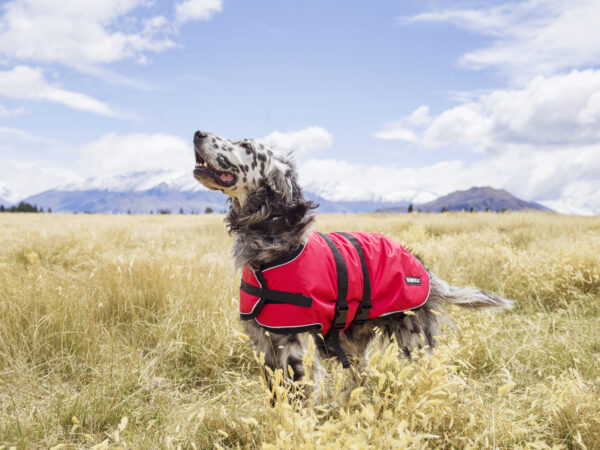 EMF Protective Dog Coat Blokka Taradale