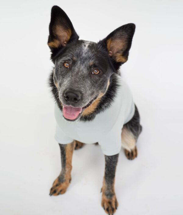 EMF Protective Dog Vest Blokka Amberley - Image 13