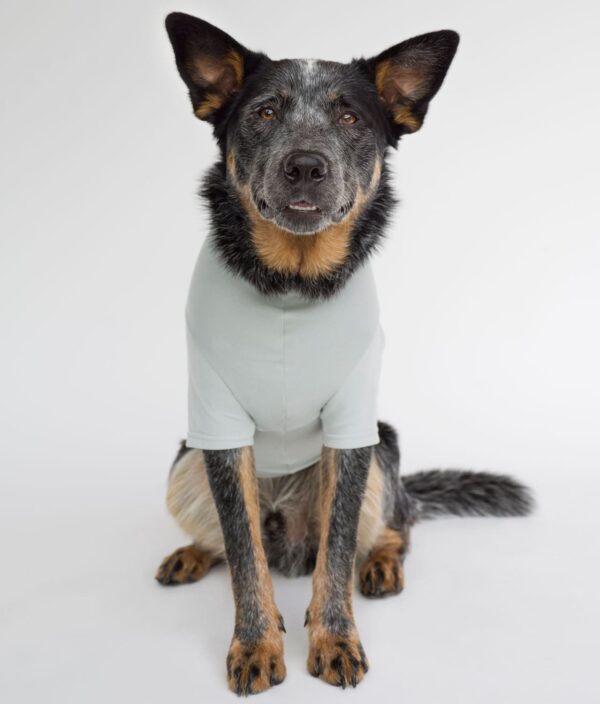 EMF Protective Dog Vest Blokka Amberley - Image 5